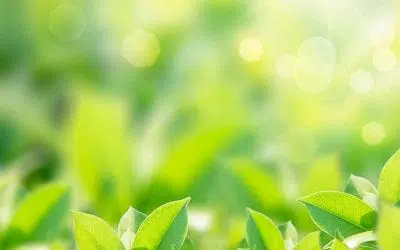 Environmental sustainability is at the heart of everything we do